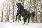 bucking heavy warmblood