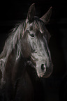 Heavy Warmblood Portrait