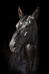 Heavy Warmblood Portrait