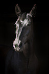 Heavy Warmblood Portrait