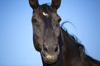 Heavy Warmblood Portrait