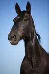 Heavy Warmblood Portrait