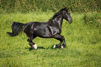 galloping Heavy Warmblood