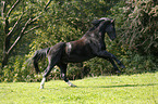 galloping Heavy Warmblood