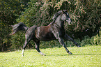 galloping Heavy Warmblood