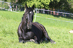 lying Heavy Warmblood