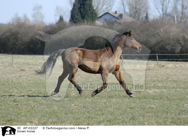 Hessisches Warmblut / brown horse / AP-02227