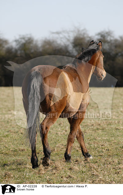 brown horse / AP-02228