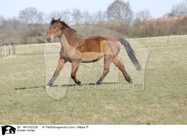 Hessisches Warmblut / brown horse / AP-02229