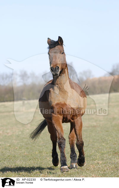 Hessisches Warmblut / brown horse / AP-02230