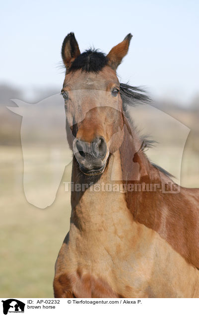 Hessisches Warmblut / brown horse / AP-02232