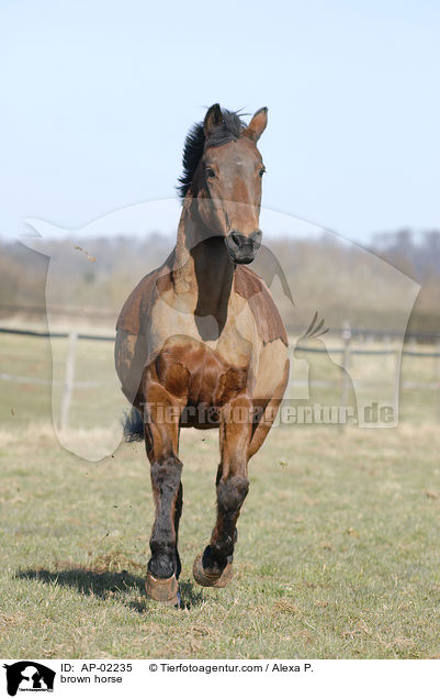 Hessisches Warmblut / brown horse / AP-02235