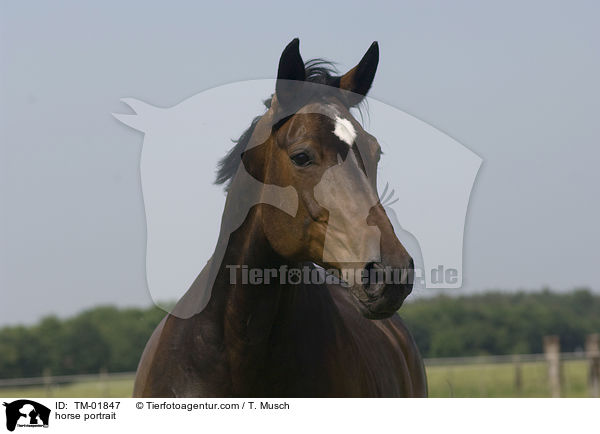 horse portrait / TM-01847