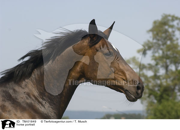 horse portrait / TM-01849