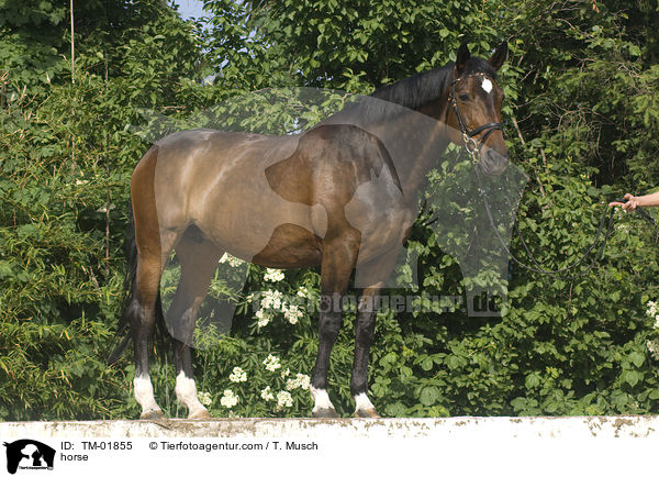 Hesse / horse / TM-01855