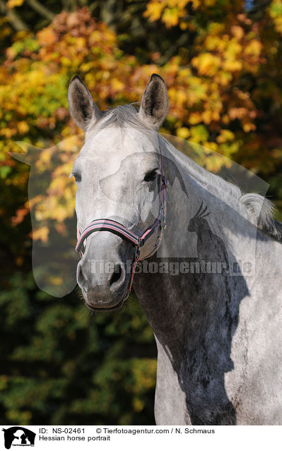 Hessian horse portrait / NS-02461