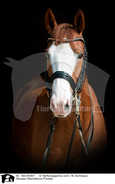 Hessisches Warmblut Portrait / Hessian Warmblood Portrait / NS-04061