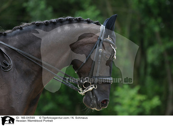 Hessian Warmblood Portrait / NS-04599