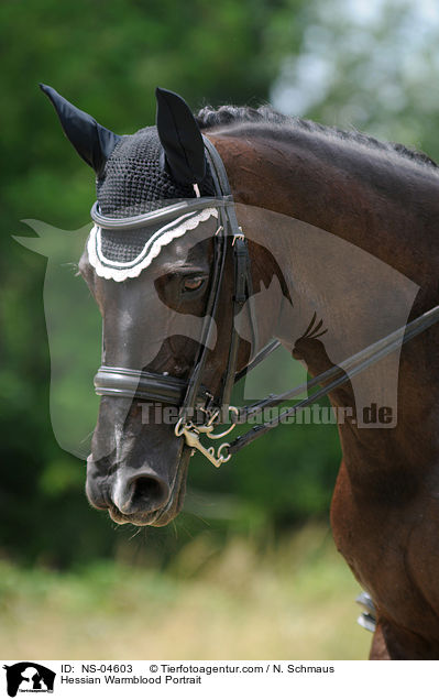 Hessisches Warmblut Portrait / Hessian Warmblood Portrait / NS-04603
