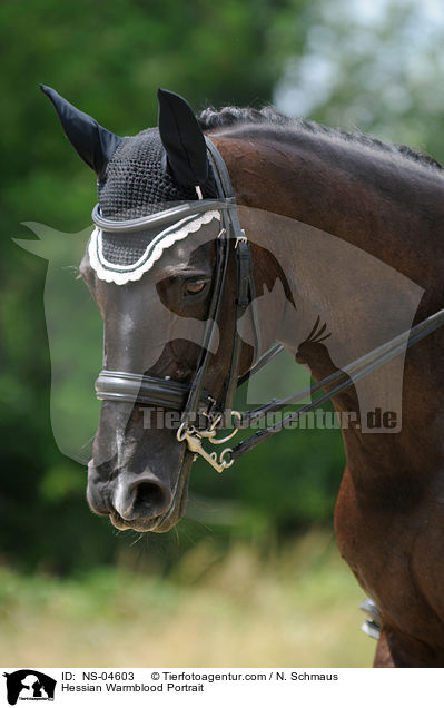 Hessian Warmblood Portrait / NS-04603