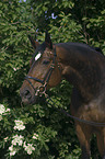 horse portrait