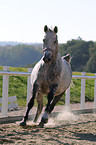 galloping Hessian horse