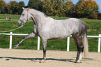 Hessian horse