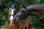 Hessian Warmbloods