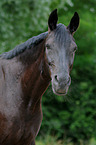 Hessian Warmblood Portrait