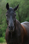 Hessian Warmblood Portrait