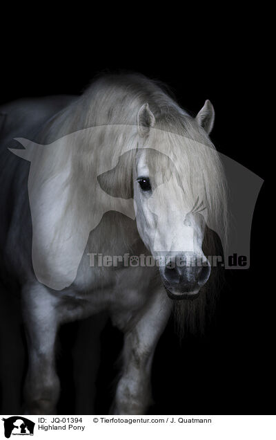 Highland Pony / JQ-01394