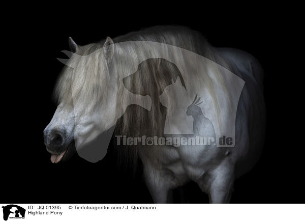 Highland Pony / JQ-01395