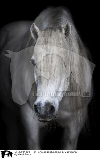 Highland-Pony / Highland Pony / JQ-01400