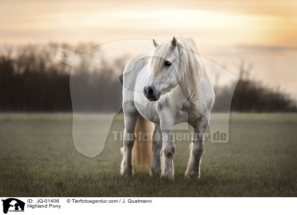 Highland Pony / JQ-01406