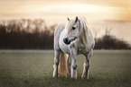 Highland Pony