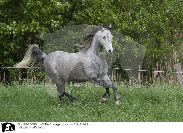 galoppierender Hispano-Araber / galloping half-blood / NN-05683