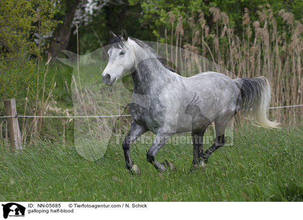 galoppierender Hispano-Araber / galloping half-blood / NN-05685