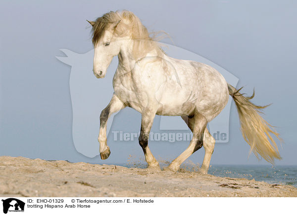 trabender Hispano-Araber / trotting Hispano Arab Horse / EHO-01329