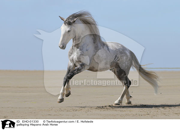 galoppierender Hispano-Araber / galloping Hispano Arab Horse / EHO-01330