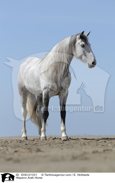 Hispano Arab Horse / EHO-01331