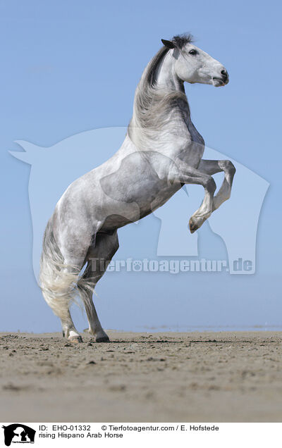 steigender Hispano-Araber / rising Hispano Arab Horse / EHO-01332