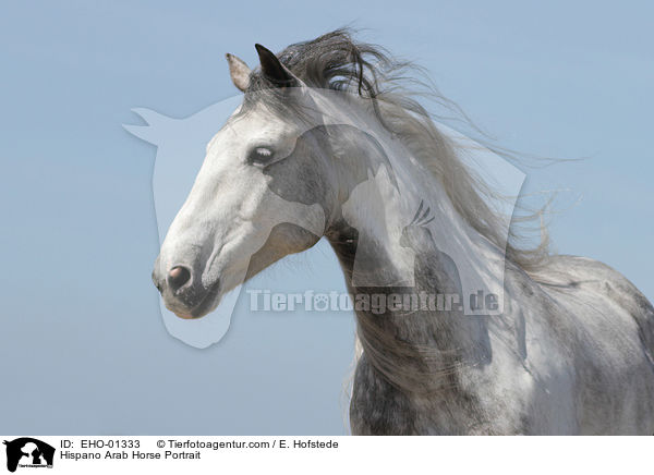 Hispano Arab Horse Portrait / EHO-01333
