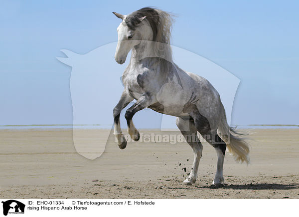 rising Hispano Arab Horse / EHO-01334