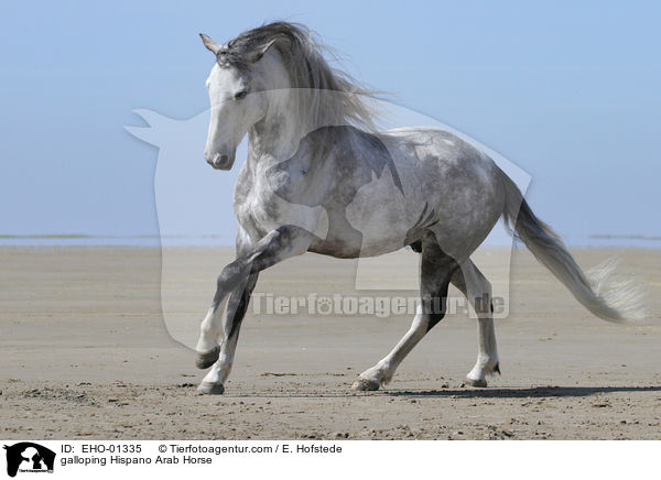 galoppierender Hispano-Araber / galloping Hispano Arab Horse / EHO-01335
