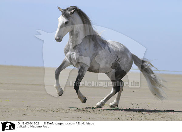 galloping Hispano Arab / EHO-01902