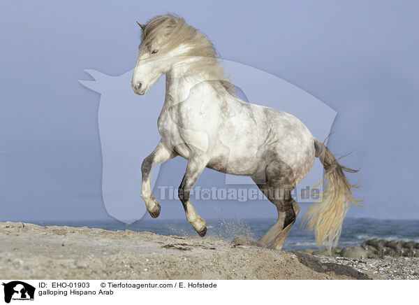 galloping Hispano Arab / EHO-01903