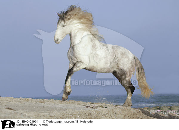 galloping Hispano Arab / EHO-01904