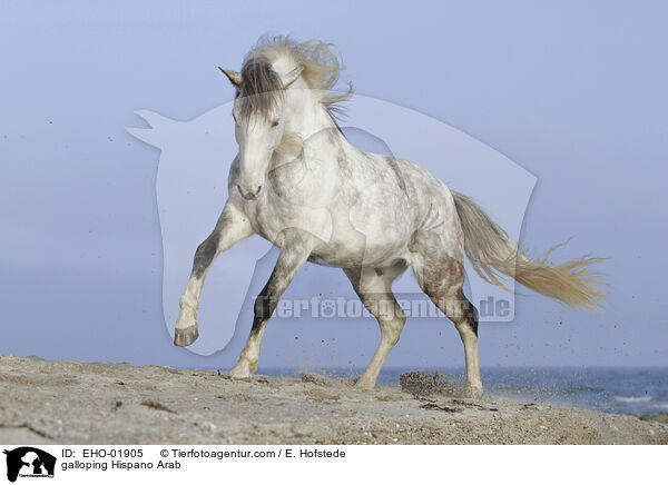 galloping Hispano Arab / EHO-01905