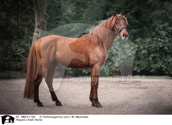 Hispano-Araber / Hispano Arab Horse / MM-01158