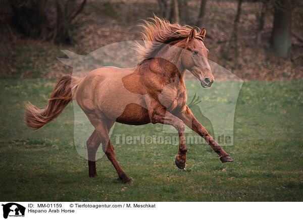 Hispano-Araber / Hispano Arab Horse / MM-01159